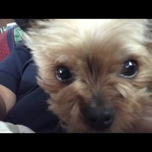 Meet your Posher, Lacy